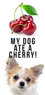 The pit should pass through uneventfully, but if jordan has any vomiting, lethargy or other problems i would recommend. My Dog Ate A Cherry What S The Right Thing To Do Next