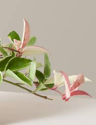 Image result for hoya plant flower