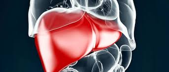 The liver is a roughly triangular organ that extends across the entire abdominal cavity just inferior to the diaphragm. Why Your Liver Is The Gatekeeper To Good Health Augusta Health
