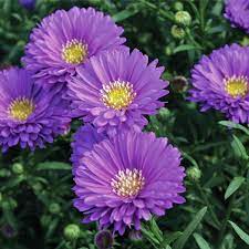 Magic Purple Fall Aster Plant Plants Aster Flower Plant Sale