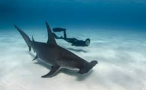 As these sharks mature, the lines begin to fade and almost disappear. National Marine Sanctuary Foundation