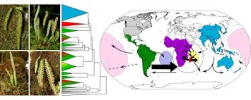 Image result for Lellingeria oosora