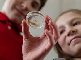 The family guide to Three Rivers Arts Festival