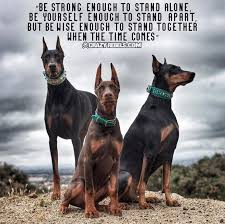 Black And Tan Doberman Pinscher I Ll Stand By You Loyal Loyalty Dog Crazyrebels Quote Quotes Dogcollars Doberman Dogs Dogs Doberman Pinscher