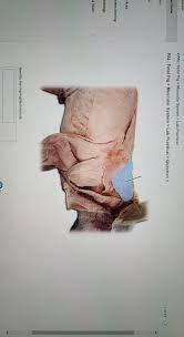 Solved Ourses Pal Fetal Pig Muscular System Lab Chegg Com