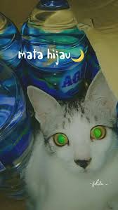 Mata kucing memiliki 7 arti. Pin Oleh Fdita Di Kucing Kucing Mata Hijau