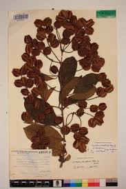 Image result for Combretum celastroides