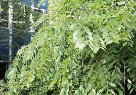 It's seeds were roasted and used as coffee in some areas during the civil war. Gymnocladus Dioica Landscape Plants Oregon State University
