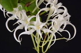 Image result for Cyrtorchis