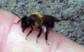 If mortar bees are affecting the exterior of a building, their burrowing activities often can be dissuaded by fixing parts of mortar that are fragile and, therefore. Can Masonry Bees Damage Your Home Andy Law Pest Control