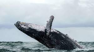 Humpback whales are a cosmopolitan species, found in most of the world's oceans. Ffazrpdjjjvqpm