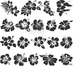 41 tattoo vorlagen zeichnungen und skizzen kostenlos zum ausdrucken : Die 14 Besten Ideen Zu Hibiskus Tattoo Hibiskus Tattoo Hibiskus Blumentattoos