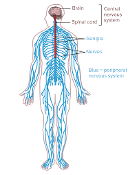 In biology, the nervous system is a highly complex part of an animal that coordinates its actions and sensory information by transmitting signals to and from different parts of its body. Nervous Systems Organismal Biology