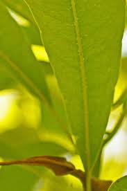 Image result for Inhambanella henriquesii