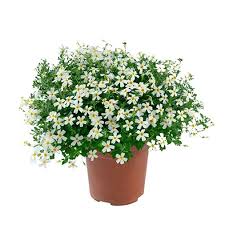 Image result for Jamesbrittenia integerrima