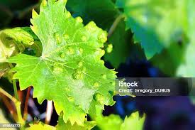 Image result for Colomerus vitis