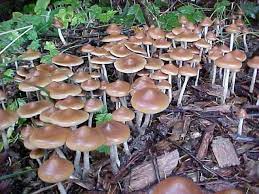 The Quest To Find The Rarest And Most Potent Magic Mushroom Ever Sociedelic