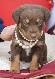 Search for dogs for adoption at shelters near sacramento, ca. Sacramento Ca Border Collie Meet 6 Baby Pups 5 Weeks Old A Pet For Adoption