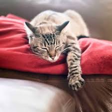 While your cat might be past nursing age. Why Do Cats Knead Their Owners And Blankets Are They Professional Masseuses Purrpetrators