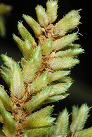 Image result for Cyperus alopecuroides