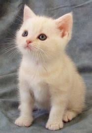 White American Shorthair Kitten American Shorthair Cat American Shorthair Kitten Cute Cats