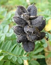 Image result for Cicer