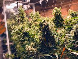 Check spelling or type a new query. Strawberry Lemonade By Barneys Farm Cannabis Strain Reviews Coco For Cannabis Forum