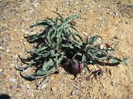 Image result for Ornithoglossum viride