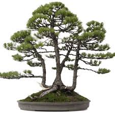 Bonsai De Shop Bonsai Nadelbaume N079 Madchenkiefer Ca 45 J 95 Cm Bonsai Pflanzen Bonsai Baum Pflanzen