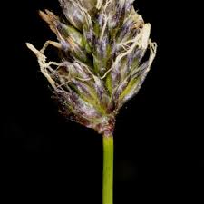 Image result for Rhytachne latifolia