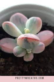 Cotyledon orbiculata oophylla котиледон орбикулата (округлый) в. Cotyledon Orbiculata Cv Variegated Succulent Dropping Leaves