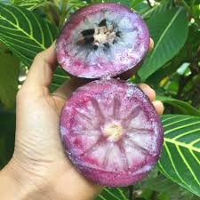 Caimito, star apple, satin leaf, golden leaf tree, abiaba, pomme du lait, eestrella, aguay. I Net Farms