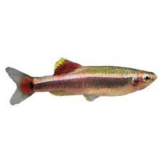 White Cloud Mountain Minnow 5 Pet Fish Pet Spray Tropical Fish