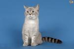 Selkirk Rex Cat Breeders in the United States | Available ...