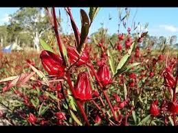 Saat ini banyak sekali dari para terapis herbal yang menggunakan bunga rosella untuk proses terapi pasiennya. Cara Menanam Teh Bunga Rosella Agar Panen Meningkat 300 Pupuk Bunga A Menanam Bunga Menanam Tanaman