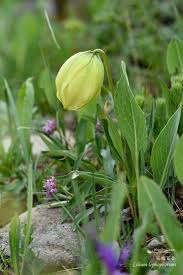 Image result for Eulophia leachii