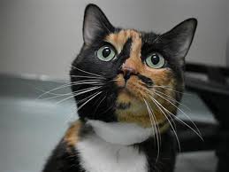 What My Friends At Ohs Say About Me Cheek And Chin Scratches Make Me So Happy I Love To Be Loved But On My Own Terms Let S B Cat Behavior Cats Humane Society