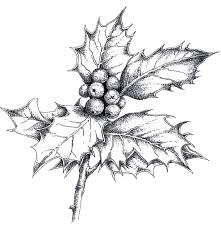 How To Paint And Draw Holly For Christmas Cards With Judith Milne Christmas Drawing Winter Drawings Christmas Watercolor