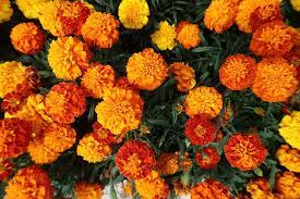 Bunga marigold molek kuning memiliki warna bunga kuning cerah dengan jumlah kuntumnya sekitar 200 per tanaman, berdiameter sekitar 6,8 hingga 8,6 cm. Ringelblume Blumen Garten Kostenloses Foto Auf Pixabay