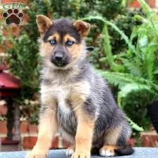 National adoptable and lost & found database. German Shepherd Mix Puppies For Sale Greenfield Puppies