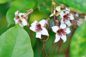 Image result for Strophanthus