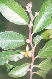 Image result for Grewia glandulosa