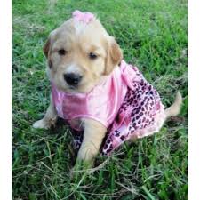 Uptown puppies offers a free puppy finder service that connects responsible, ethical breeders with responsible, ethical buyers in louisiana. Puppies In Louisiana Golden Retriever Breeder In Amite Louisiana