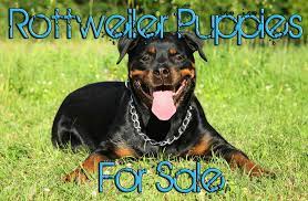We offer european and german rottweilers and rottweiler puppies bred for correct conformation, superior quality, working ability and sound temperaments. Rottweiler Puppies For Sale In Connecticut