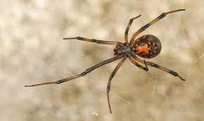 The female spider is dangerous to humans and larger than the male. Southern Black Widow