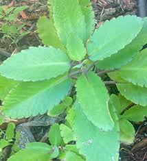 Image result for Kalanchoe pinnata