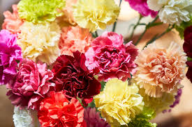 We did not find results for: 13 Best Flowers For Cut Arrangements
