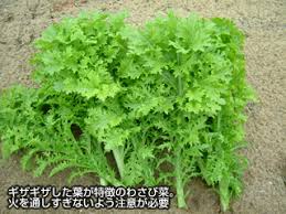 わさび菜 肉と相性ピッタリ 庄内 山の幸92 荘内日報社