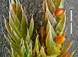 Image result for Selaginella afrorum