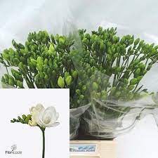 Freesia Double Essence Length 50 Cm Is A Popular Wedding Flower And Is Great For Flower Arrangements Find Out More I Wholesale Flowers Freesia April Flowers